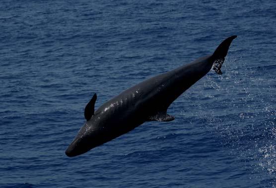 Offshore false killer whale satellite tagged in April 2008 Latitude (degrees N) 20.4 20.2 20 19.8 19.6 19.4 19.