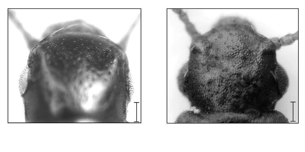 212 IRMLER: New species of Nacaeus from the Neotropics A B Fig. 8. Heads of A: Nacaeus honduranus and B: N. americanus (scale bar: 0.1 mm).