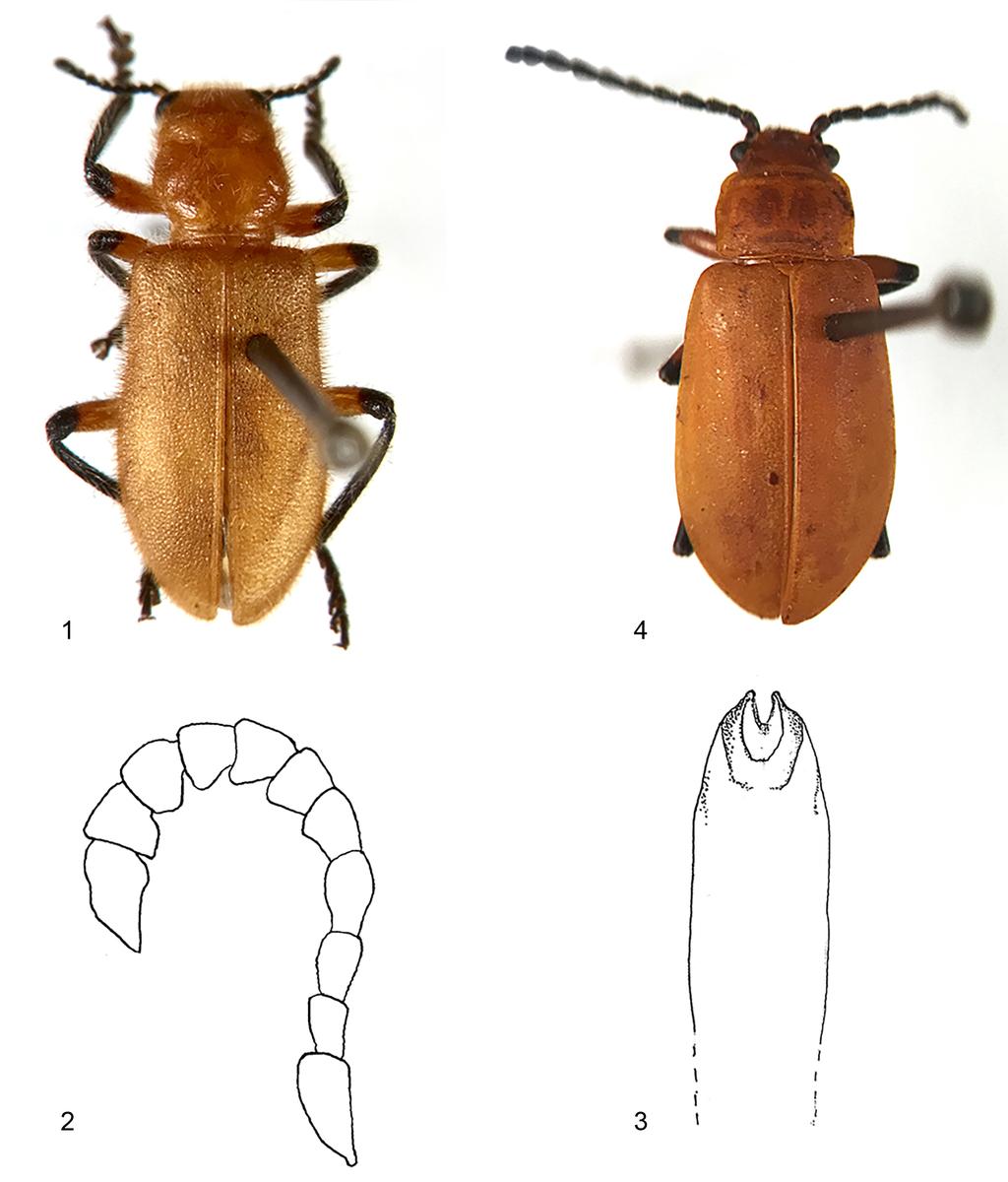 New Mimetic Cleridae Insecta Mundi 0591, December 2017 13 Figures 1 4. Namba testacea and Aulacoscelis hoegei anatomy.