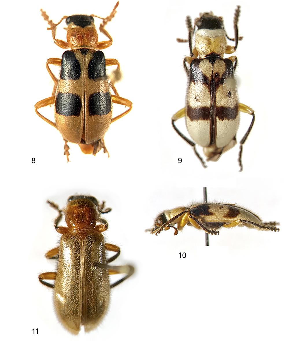 New Mimetic Cleridae Insecta Mundi 0591, December 2017 15 Figures 8 11. Quadrophenia n.spp.