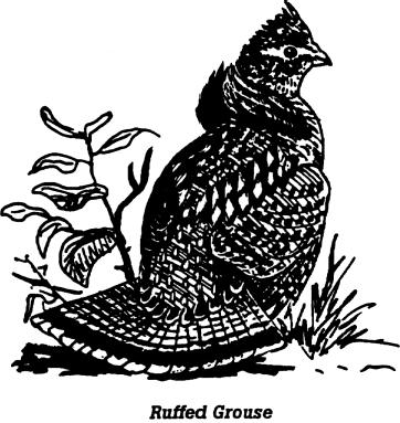 Though ruffed grouse occur in most of the forested areas of Oregon and Washington, these dwellers of mixed woodlands and riparian areas are seldom found in flocks or large numbers in one place.