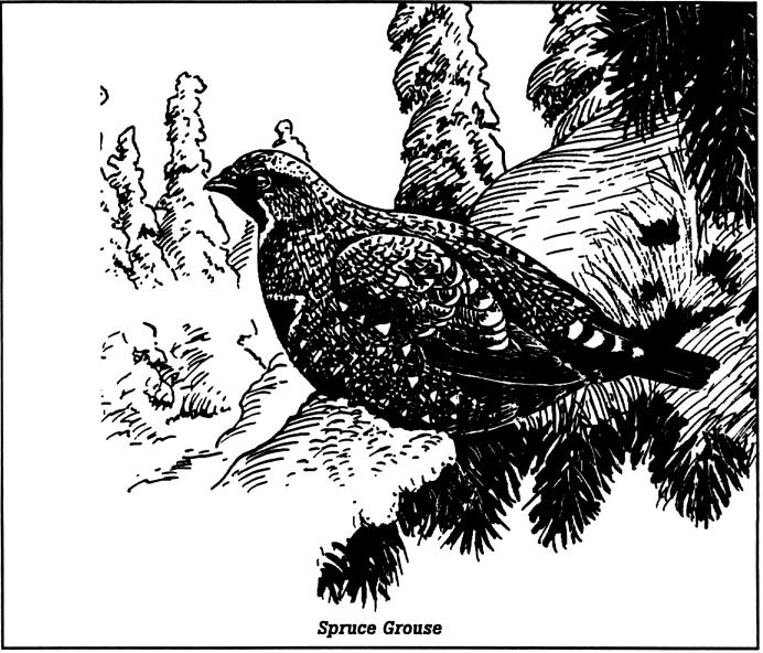 Franklin's or Spruce Grouse These grouse are much smaller than blue grouse and females generally are darker in color.