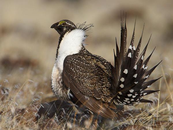 View Web Version Like Tweet Forward FEATURED NEWS Greater Sage Grouse Habitat By: Terry Fieseler, Broker Traveling through the Rocky Mountain West,