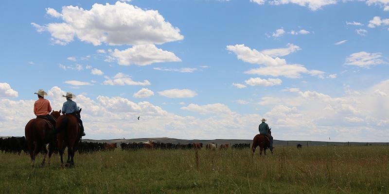Price Reduced! The Rendezvous Ranch is a large 1,200-acre working cattle ranch located in the heart of the Green River Valley with vast hay meadows, big mountain views and recreational amenities.
