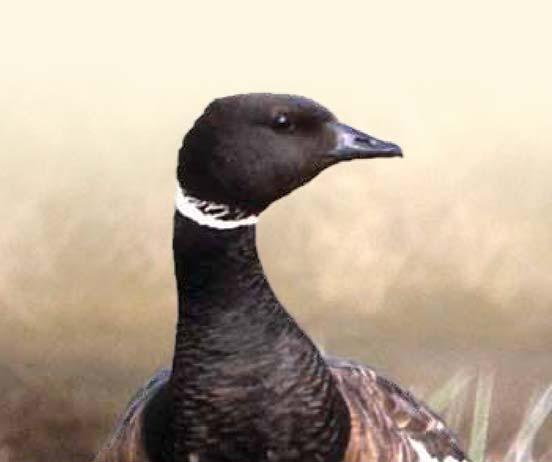 SELECTING WATERFOWL SEASON DATES An example from the 2010 2011 season By Ted Nichols, Principal Wildlife Biologist Background Migratory bird hunting season packages, including season dates, length