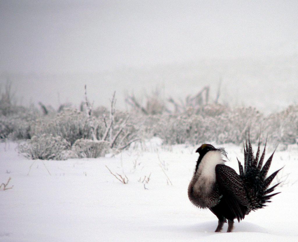 PROTECTING SAGE GROUSE AND THEIR HABITAT IN THE WEST John