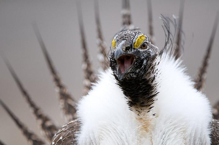 Petitions to List the Sage grouse Extensive History 1999 2003: FWS received 8 petitions 1999 Columbia Basin populations 2001 Mono Basin population (and 2005)
