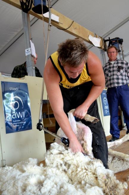 The AWN Balmoral Sports Shear Shearing and