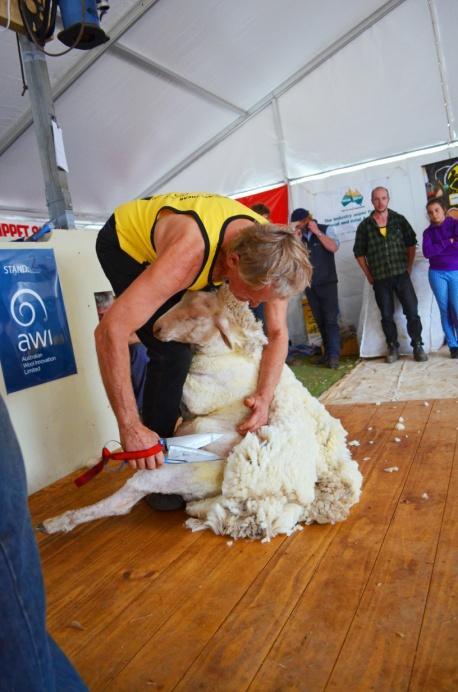 shearing competition.