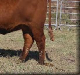 01 Top% 83% 63% 50% 78% 18% 19% 3% Very good complete package type heifer. Great EPDs, sound, easy to look at.