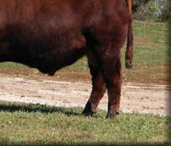 F p Bull Offering L t K We appreciate your interest in our bulls and will make sure that your purchase from the Workin Genes Sale will make you want to