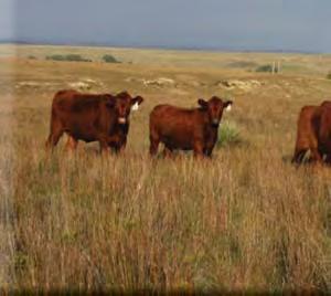 Offering 80 commercial Red Angus bred heifers.