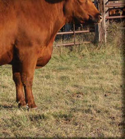 Their sister S607 has a set of flush sisters by Makin Hay in this sale, they were our top weaning wt group. SM C-BAR F442 TILLY S614 COW 02/26/2006 1A - 100.