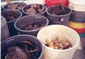 A blood clotting agent (Limulus amoebocyte lysate, LAL) found in horseshoe crab blood is used to detect certain human pathogens in patients, drugs and all intravenous equipment (Field 1997).