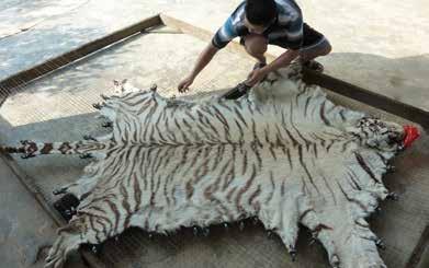 In allowing this industry to continue to expand, the Chinese Government has stimulated demand for and trade in tiger parts.