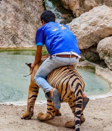 THAILAND With up to 2,500 captive tigers in farms and other facilities, Thailand is the second largest tiger farming country after China.