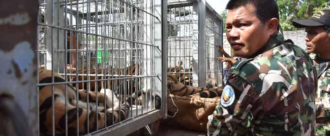 trade through the Temple. Attention on the Tiger Temple should not detract from trade in tiger parts from other facilities. About 221 wild tigers survive in Thailand.