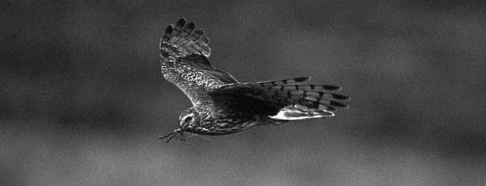 of offences relating to hen harrier persecution after he was filmed by the RSPB pursuing a hen harrier and aiming his shotgun at it.