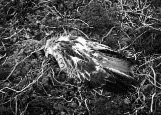 NEWS Guy Shorrock (RSPB) Guy Shorrock (RSPB) Red kites are particularly vulnerable to illegal poisoning and we hope that improved enforcement will act as a meaningful deterrent.