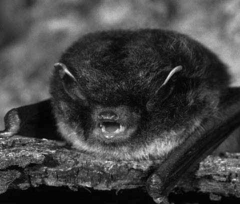 Bats and the law The Bat Conservation Trust has published a new leaflet detailing the legal protection of bats in the British Isles.