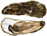 Lobster 18-24 in 9-12 in Mussels