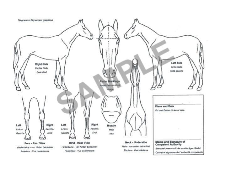 Figure 1 ACE Marking Sheet Unique Equine Life Number (UELN) 85 Each horse receives a life number as a foal or, at the latest, when entered in the studbook.