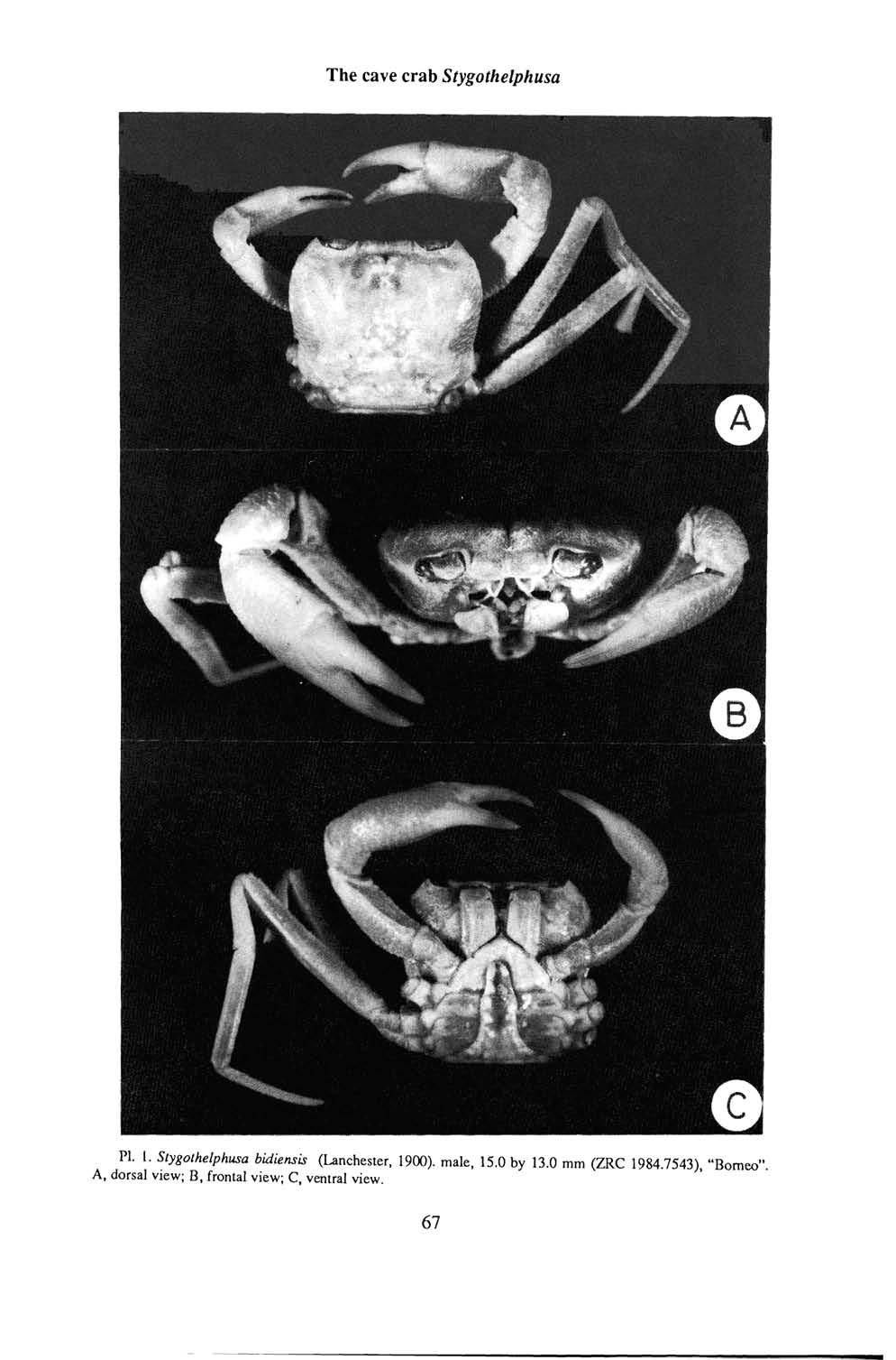 The cave crab Stygothelphusa PI. I. Stygothelphusa bidiensis (Unchester, 1900). male, 15.
