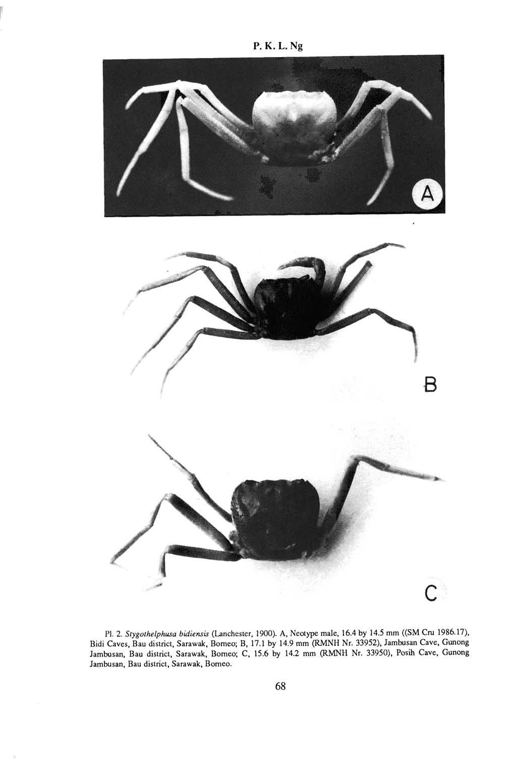 p. K. L. Ng ^ ^'^^^te... /^ PI. 2. Stygothelphusa bidiensis (Lanchesier, 1900). A, Neoiype male, 16.4 by 14.5 mm ((SM Cm 1986.17), Bidi Caves, Bau disirici, Sarawak, Borneo; B, 17.