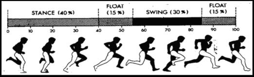 10 TYPICAL RUNNING CYCLE Initial Contact- Loading Response-Mid Stance-Toe