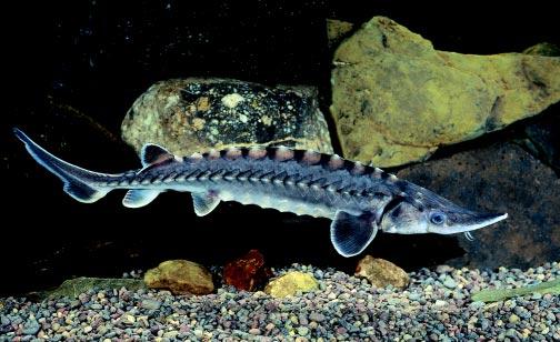 Surprises Lake sturgeon plunging in some spots more than 200 feet.