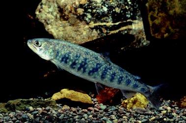with lake conditions and prospects for bringing the fish back, says Kenyon. Sea lamprey, whitefish Sea lampreys still remain a limitation on populations of salmonids in Lake Erie, says Kenyon.