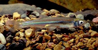 Emerald shiner can produce up to 40,000 eggs a year. Once they re in a waterway, they blanket it quickly. Their cousin, the quagga mussel, has colonized the deeper waters of Lake Erie.