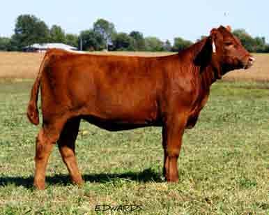 SPRING PUREBRED HEIFERS SEEE YOUNG AT HEART LOT 8 PB Limousin (100/88.