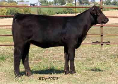 17 36 ACC P P+ P P P P P P P P P Here is a really nice made, heavy muscled prospect for your appraisal! This E.T. baby is made really nice and is one that is going to get better with age.