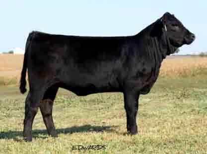 SEEE YOU BETCHA 905Y LOT 11 PB Limousin (100/89.