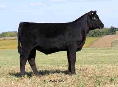 A female that could go out and show and be a really nice cow at the end. SPRING LIMFLEX HEIFERS SEEE YOU ROCK 906Y LOT 12 Lim-Flex (75.0/65.