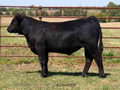 SPRING/FALL PUREBRED BULLS SEEE YES MAN 913Y LOT 17 PB Limousin (100.0/87.