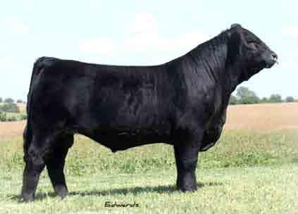 06 44 Here is a heavy muscled, high growth bull for your appraisal. Not only is he a really nice made bull, he has some of the best genetics you could ask for.