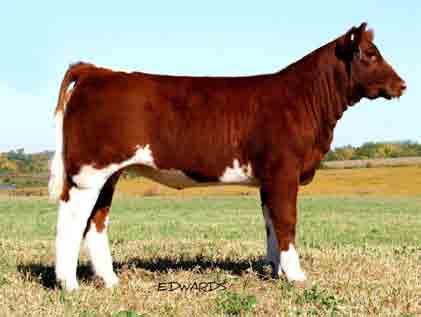 LIMOUSIN STEERS CROSSBRED STEER SEEE YOU VE GOT TALENT LOT 21 PB Limousin (87.5/79.