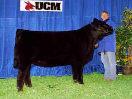 MAGS SCANDAL 1493S RIGHT TO FLUSH 1493S LOT 2 COW FAMILY PB Limousin (100/89.