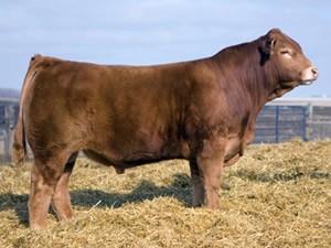 09 43 ACC P.40.33.27.23 P P P.46.42.42.41 Selling the right to flush this powerful donor to the bull of the buyers choice.