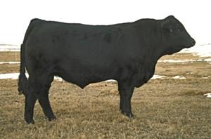 Reference dam, 1493S SELLING 6 EMBRYOS LOT 2A SELLING 6 EMBRYOS LOT 2B PB Limousin Double Polled PB Limousin Double Black/Double Polled WULFS REALTOR