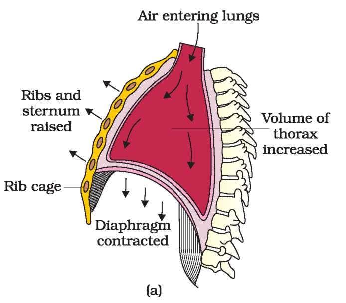 3 CHAPTER 17 BREATHING AND EXCHANGE OF GASES https://biologyaipmt.