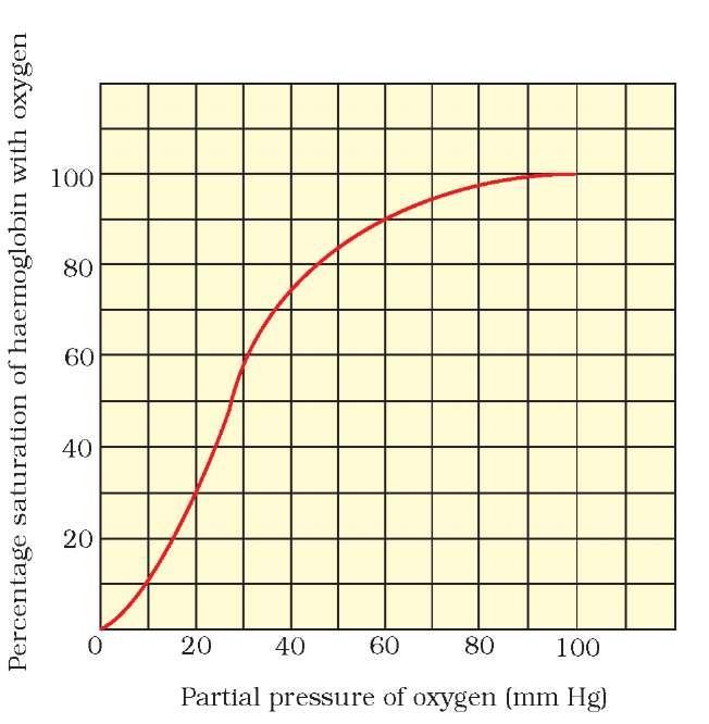 5 CHAPTER 17 BREATHING AND EXCHANGE OF GASES https://biologyaipmt.com/ A sigmoid curve is obtained when percentage saturation of haemoglobin with O2 is plotted against the po2.