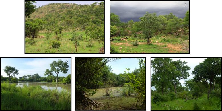 Primate Conservation in Burkina Faso AGEREF/CL is a cooperative of eleven bordering communities that share fishing rights and access to forest resources for the sale of shea butter, honey, and