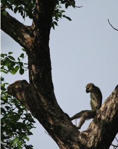 Primate Conservation in Burkina Faso Poaching Encounter rates for signs of poaching were highest in Koulbi (0.443/km), followed by Comoé (0.290/km), Arly (0.079/km) and Nazinga (0.