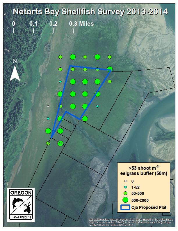 ODFW Review of Proposed Commercial Mariculture Lease Applications: Map of proposed plat area with an overlay of the density of native eelgrass (Zostera marina).