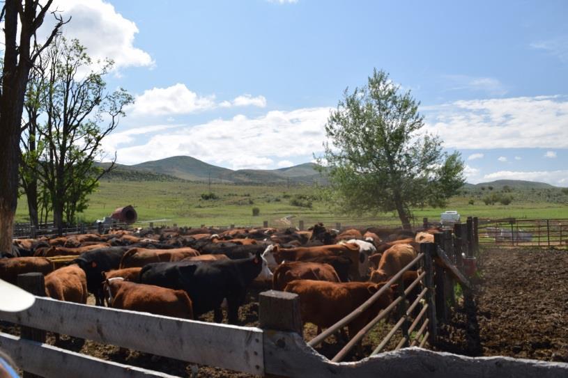 OPERATIONS The Coburn Ranch has historically grazed at least 150-160 cow-calf pair spring thru summer.
