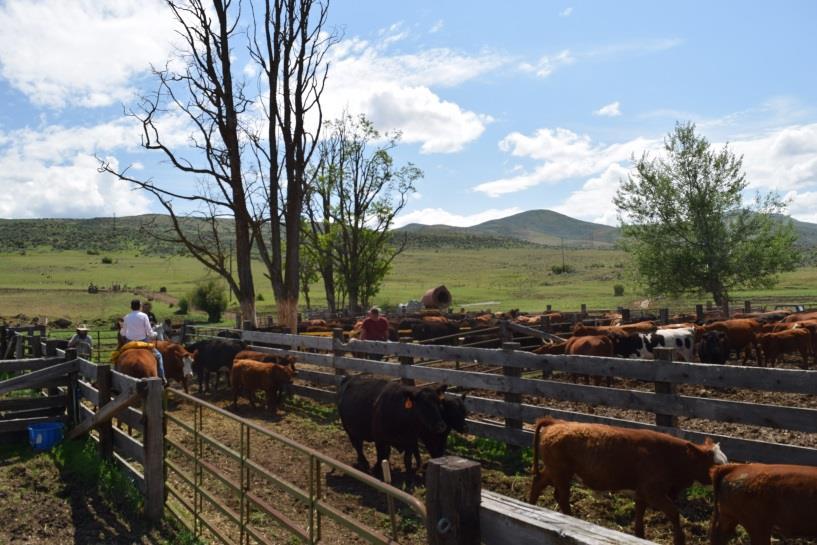 The ranch is running Black Angus, Red Angus, Black Angus-Simmental cross and Hereford bulls on Angus cows. Cows are wintered and calve-out at the home place from February-early April.