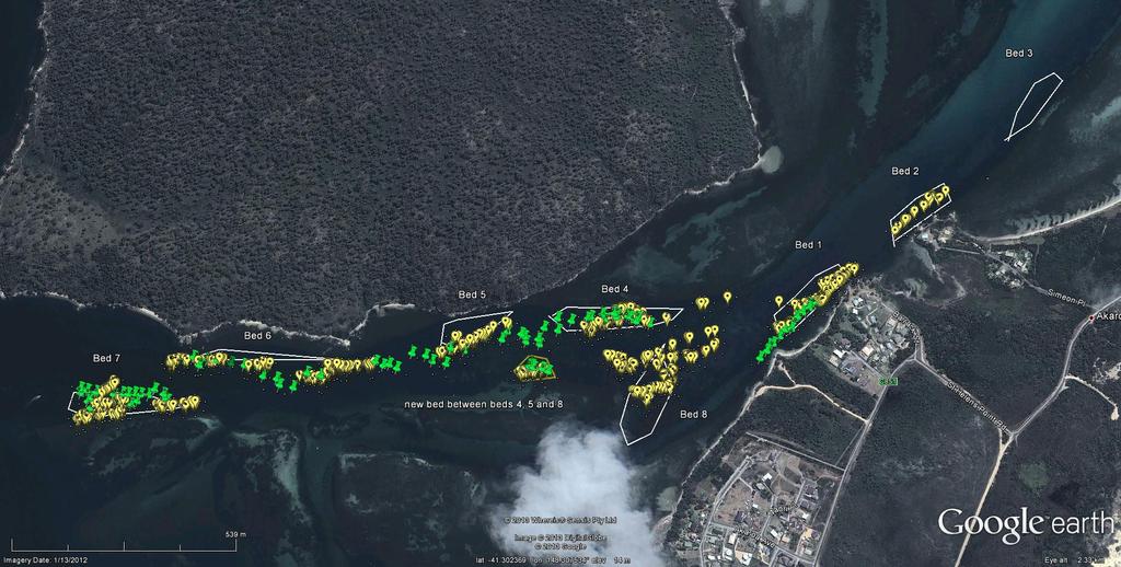 Figure 2: Angasi oyster surveys in Georges Bay, showing GPS tracks from the 2010 (yellow marker) and 2013 (green marker)